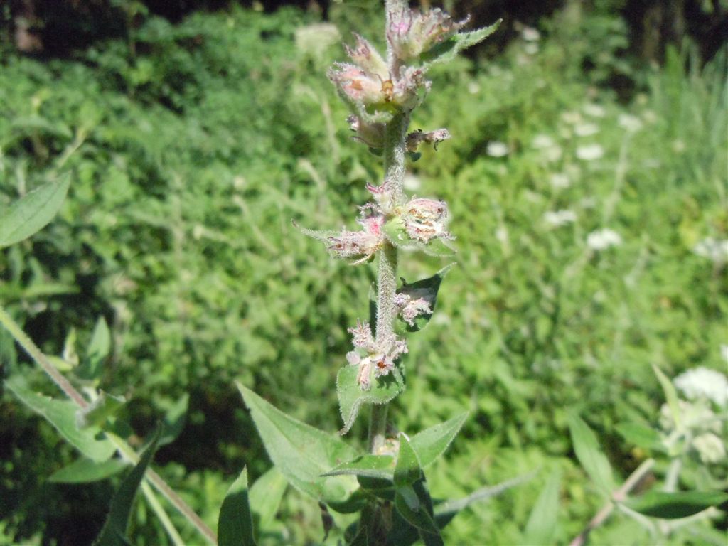 Lythrum salicaria / Salcerella comune